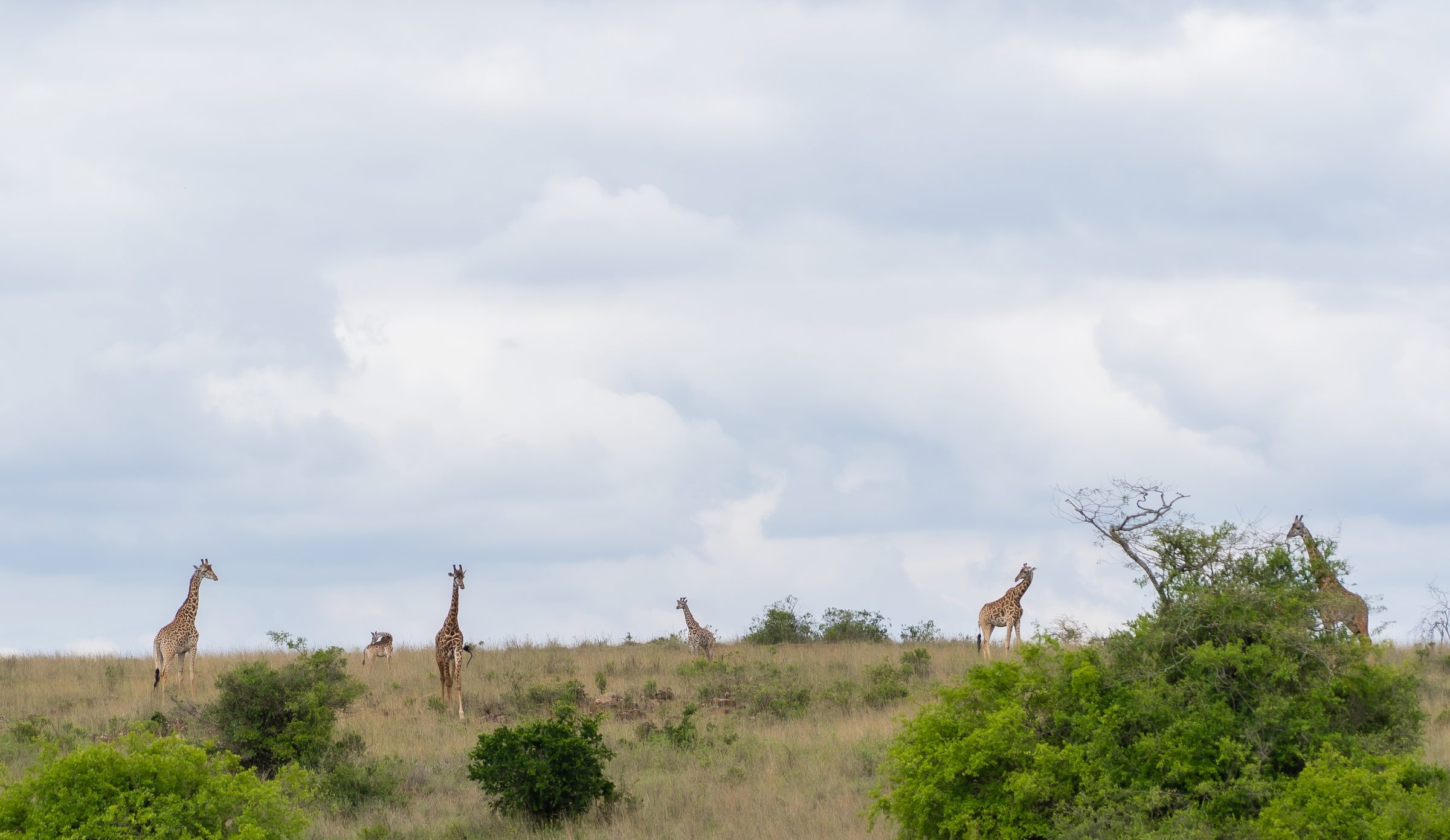 Giraffe on the national park edge